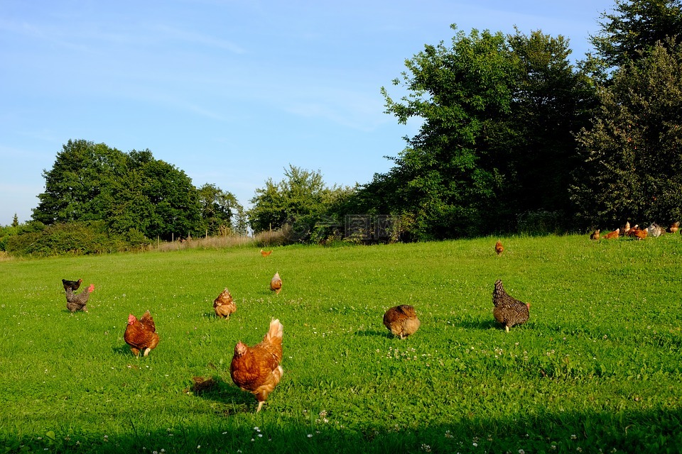Chitosan enhances the utilization of whey in poultry