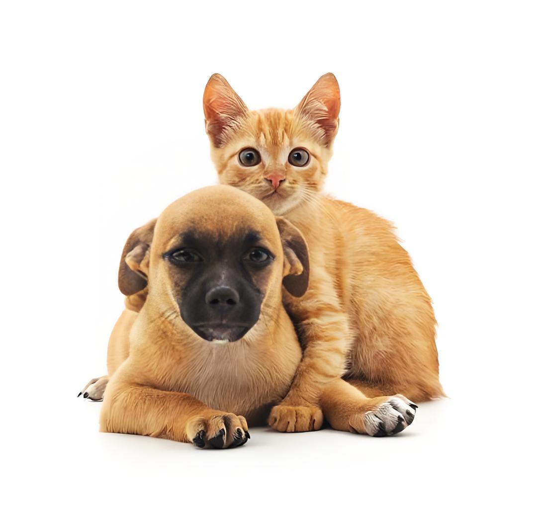 chitosan and pet food